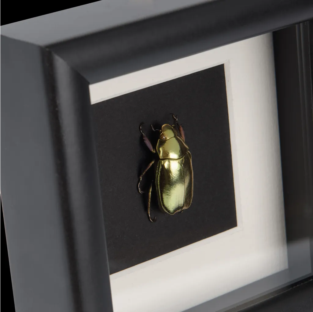 Framed Chrysina Resplendens: The Golden Scarab Beetle - preview photo 5123