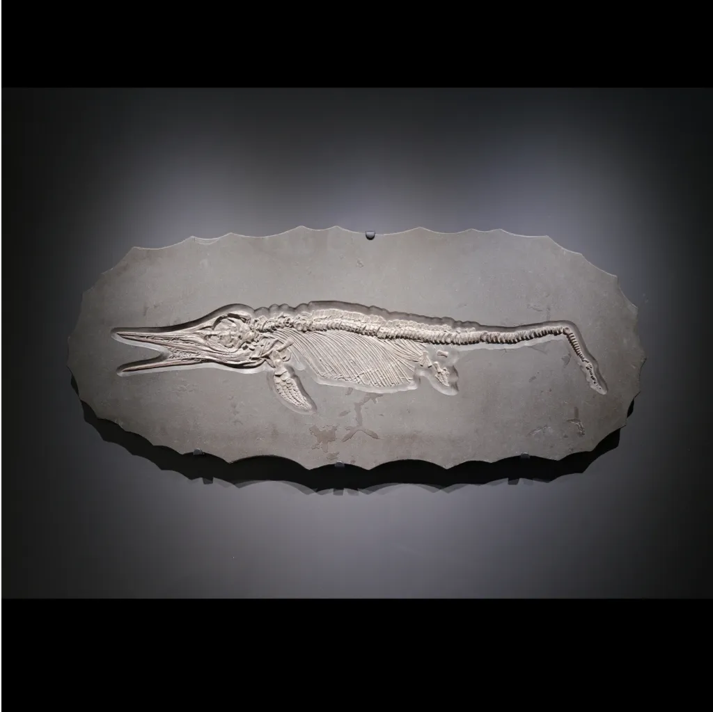 Skeleton of marine predator (Ichthyosaur), circa 178 mln years old, Germany, well preserved - preview photo 1123