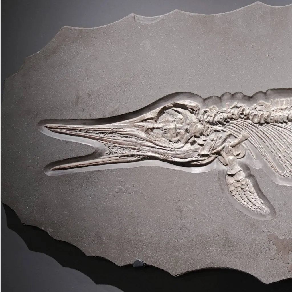 Skeleton of marine predator (Ichthyosaur), circa 178 mln years old, Germany, well preserved - preview photo 3123