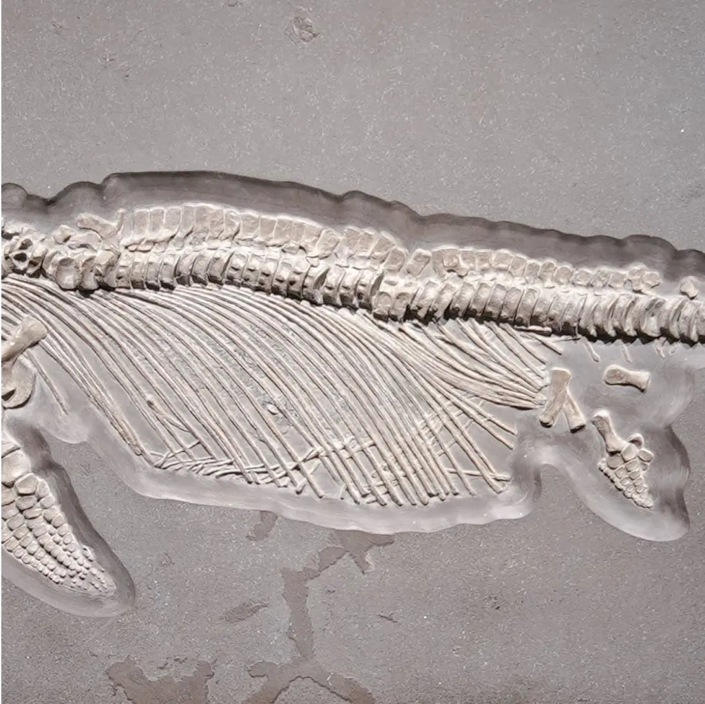 Skeleton of marine predator (Ichthyosaur), circa 178 mln years old, Germany, well preserved - preview photo 4123