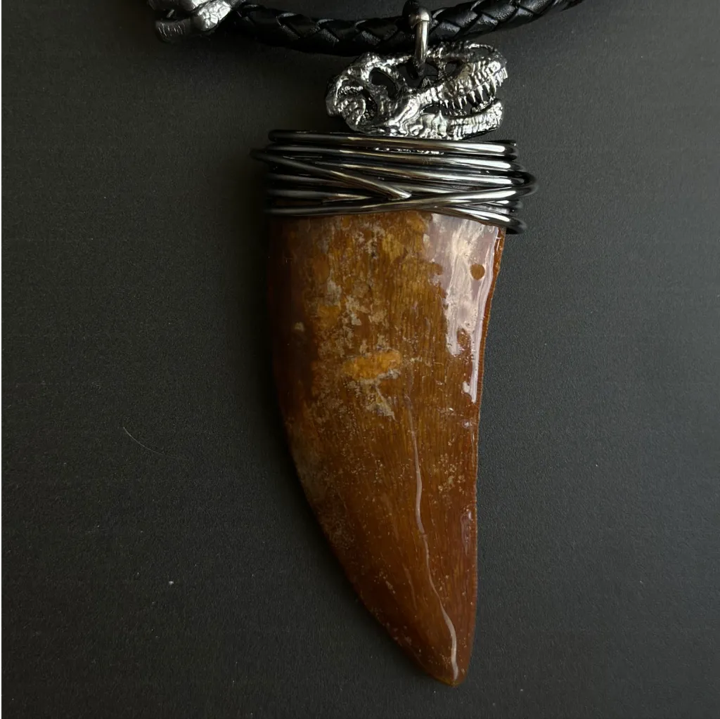Silver pendant with Carcharodontosaurus tooth (Cretaceous) - preview photo 2123