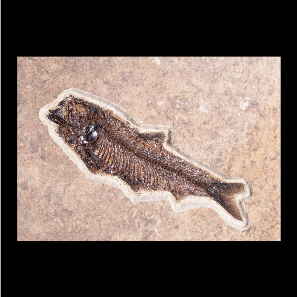 Knightia Sp. fish and a palm leaf - preview photo 2123