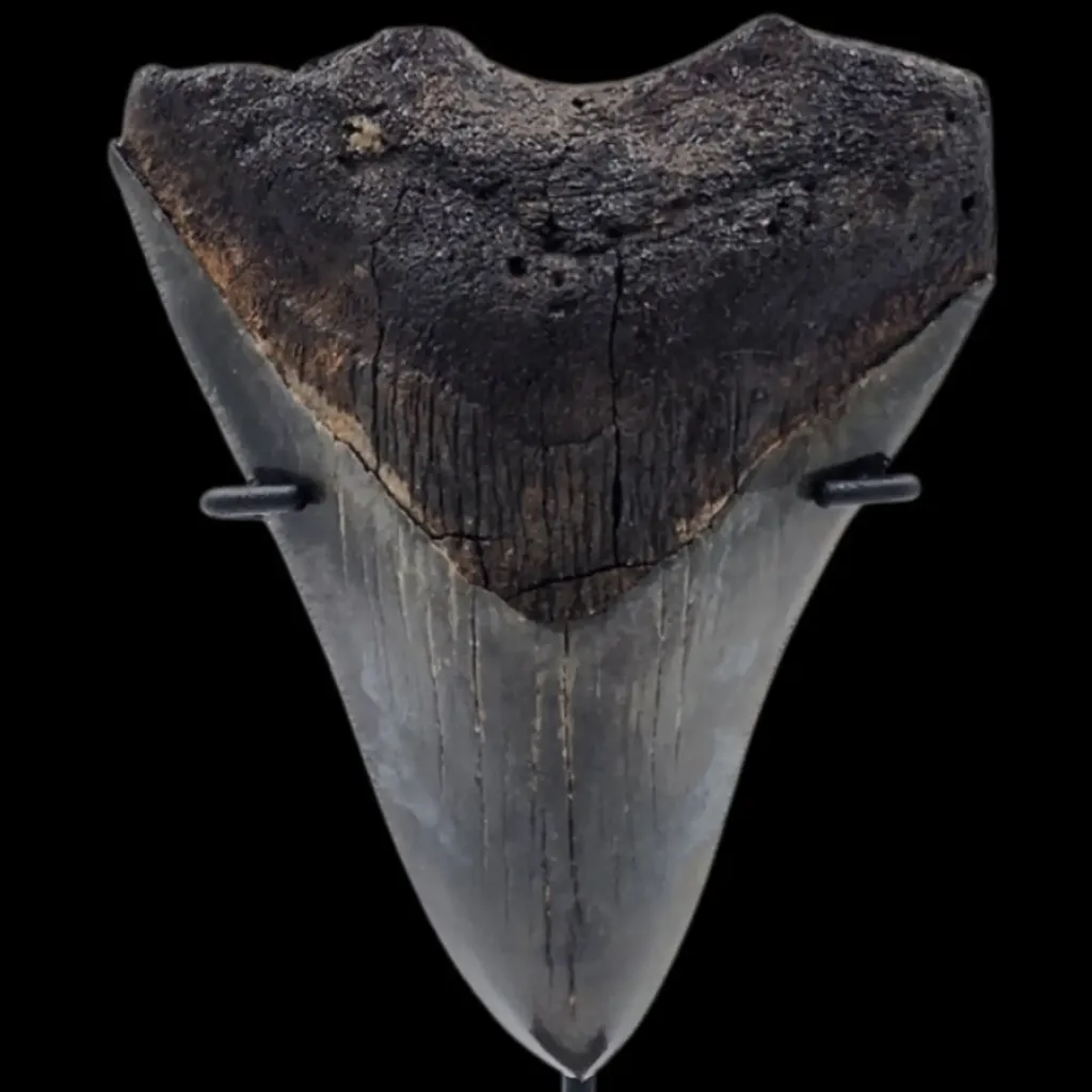 Megalodon Tooth, 63 gr, h 9.1 cm, circa 13 mln years old