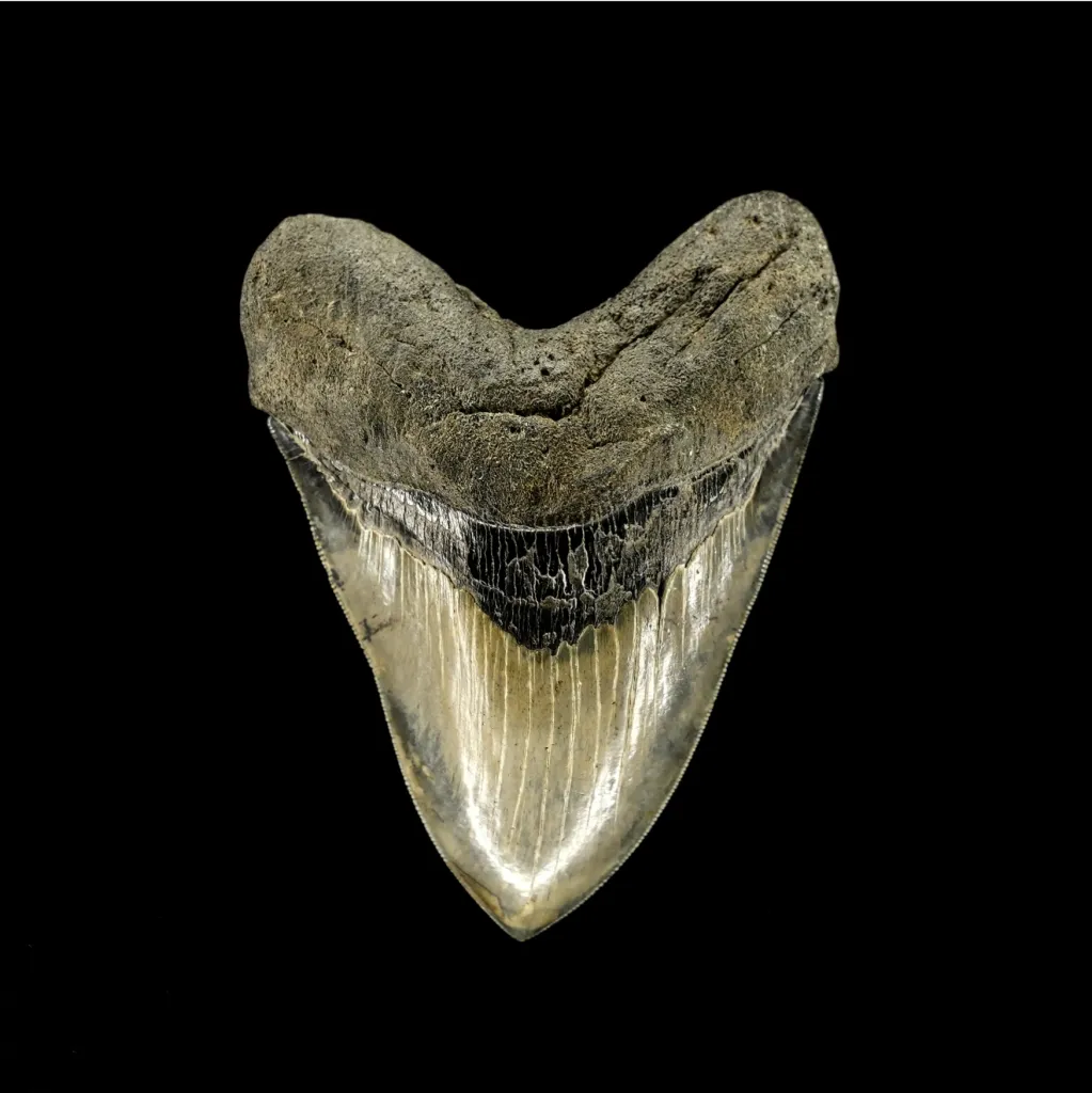 Megalodon tooth - preview photo 1123