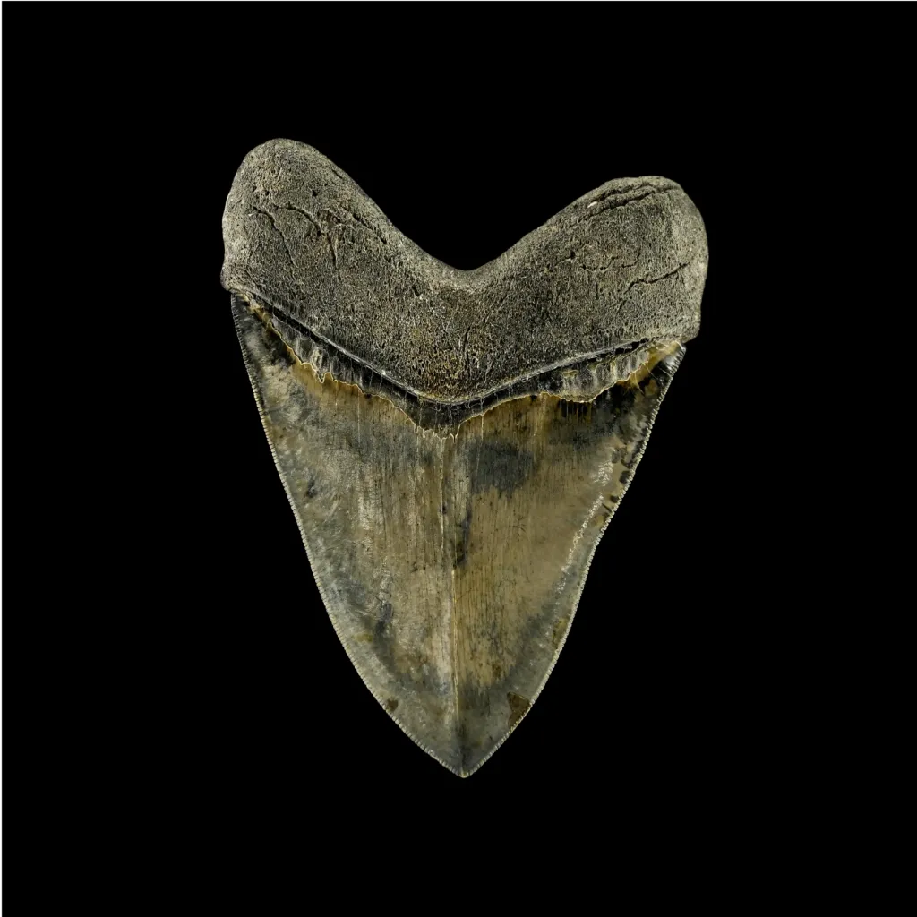Megalodon tooth - preview photo 2123