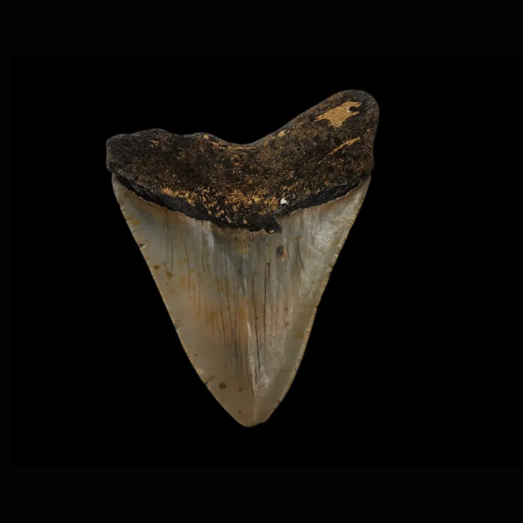 巨齒鯊牙齒，125 克，高 10.5 厘米，約 1,300 萬年歷史 - 預覽圖片 2123
