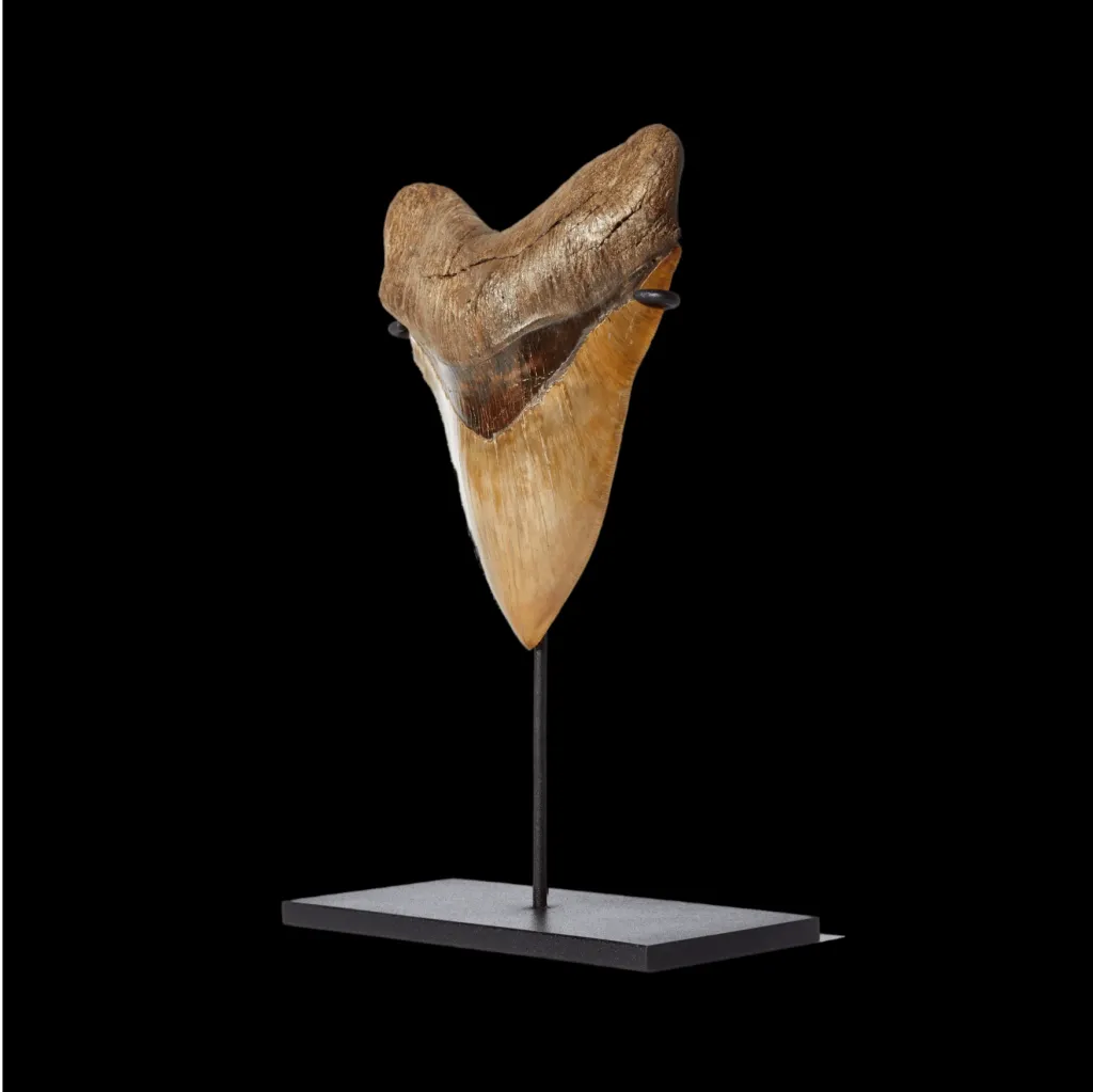 巨齒鯊牙齒，16.2 厘米，博物館級 - 預覽圖片 2123