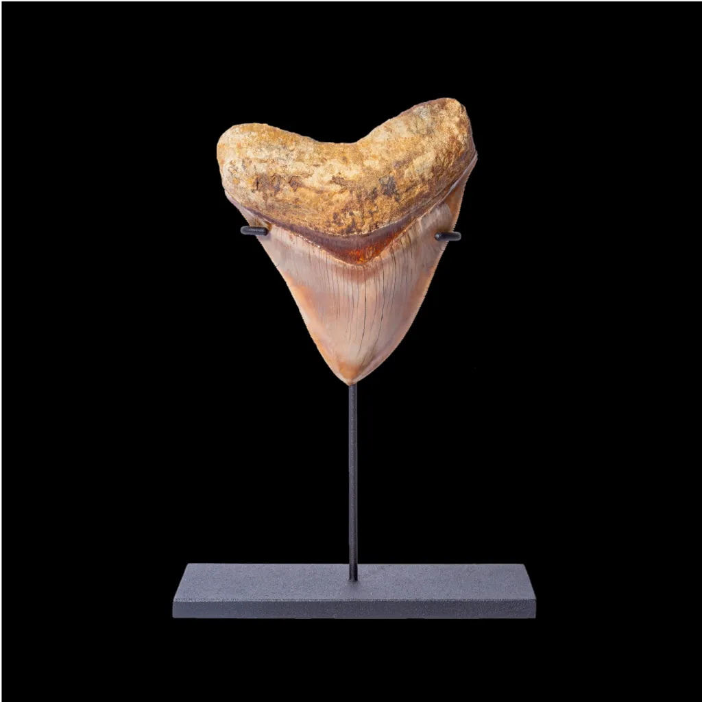 Megalodon tooth 11.7 museum quality (Indonesia) - preview photo 1123