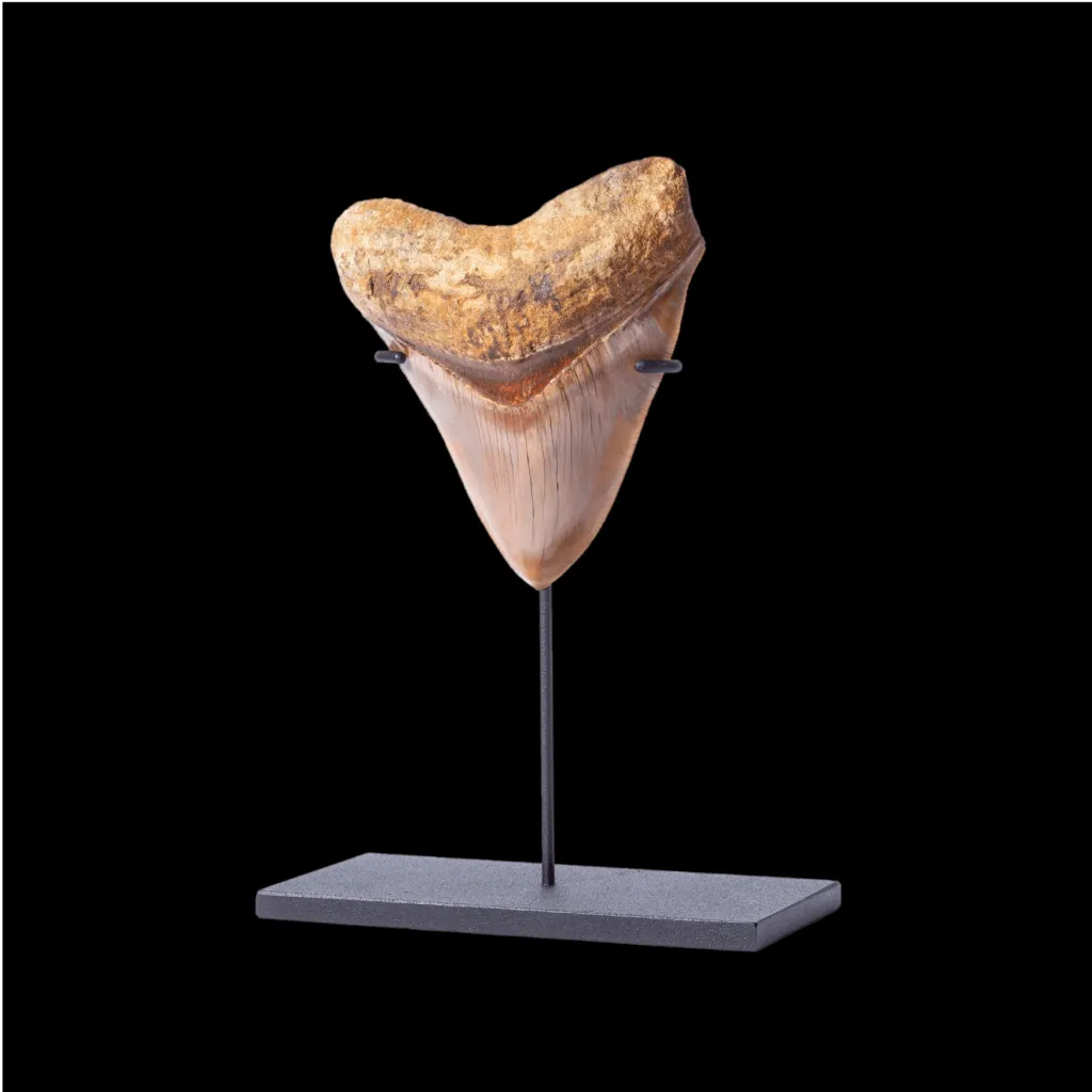 Megalodon tooth 11.7 museum quality (Indonesia) - preview photo 2123