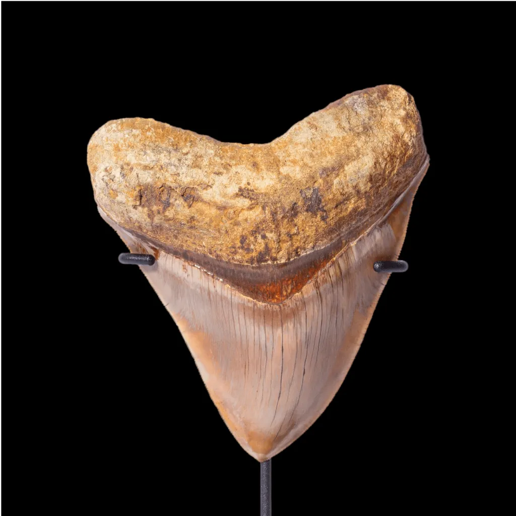 Megalodon tooth 11.7 museum quality (Indonesia) - preview photo 3123