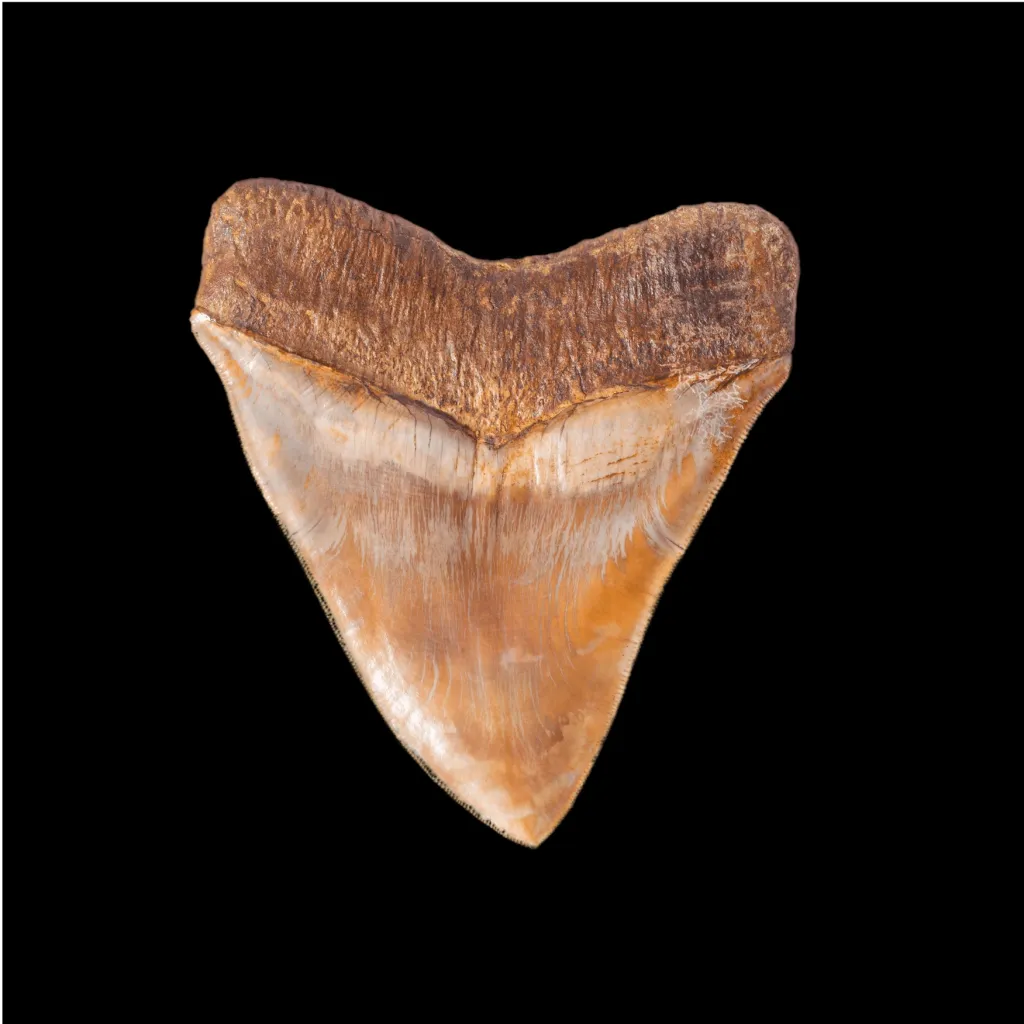 Megalodon tooth 11.7 museum quality (Indonesia) - preview photo 4123