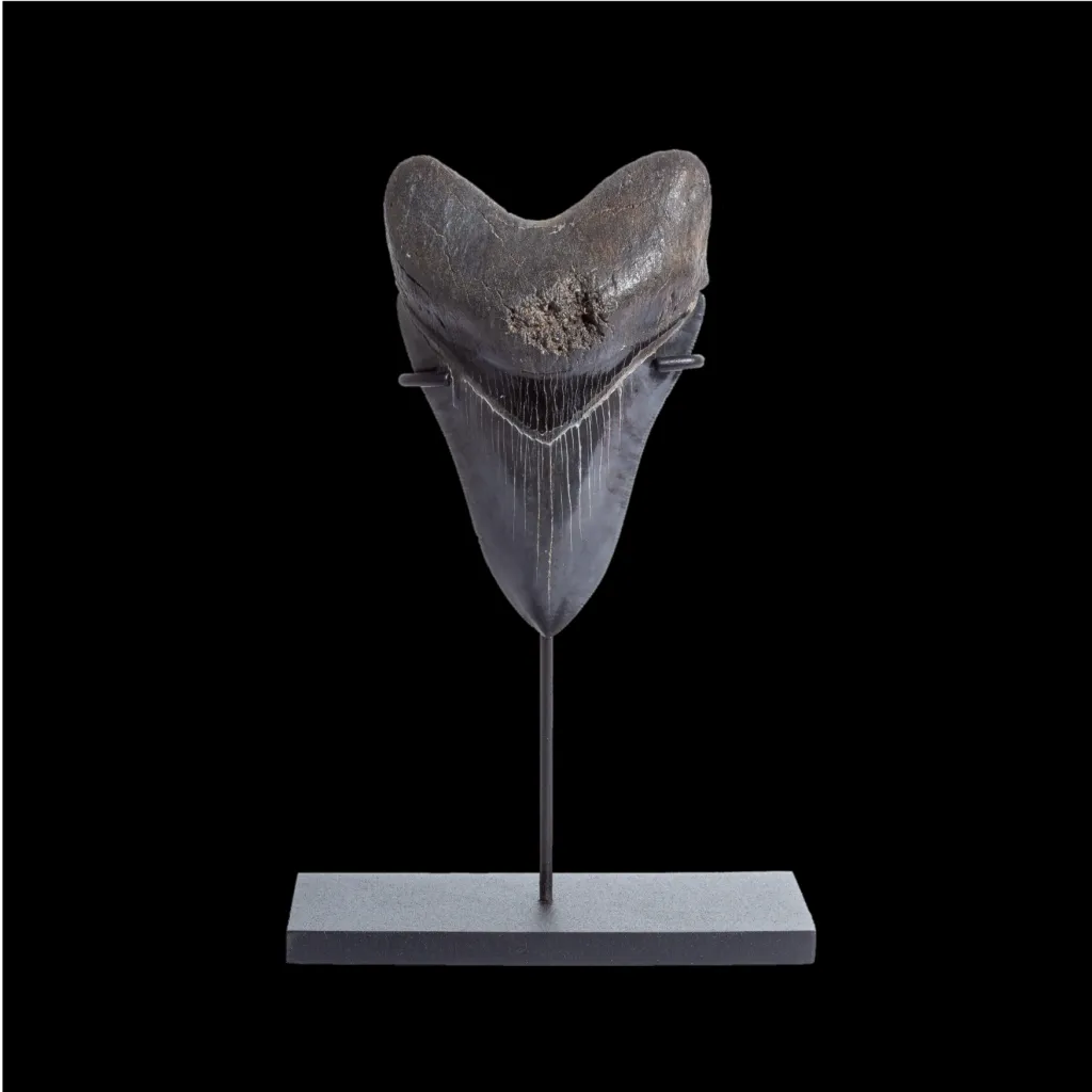 Megalodon tooth 11.7  museum quality - preview photo 1123