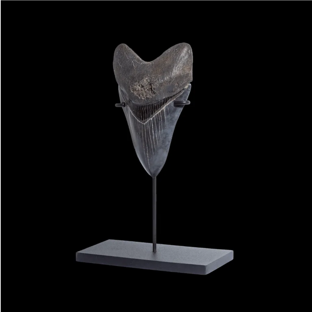 Megalodon tooth 11.7  museum quality - preview photo 2123