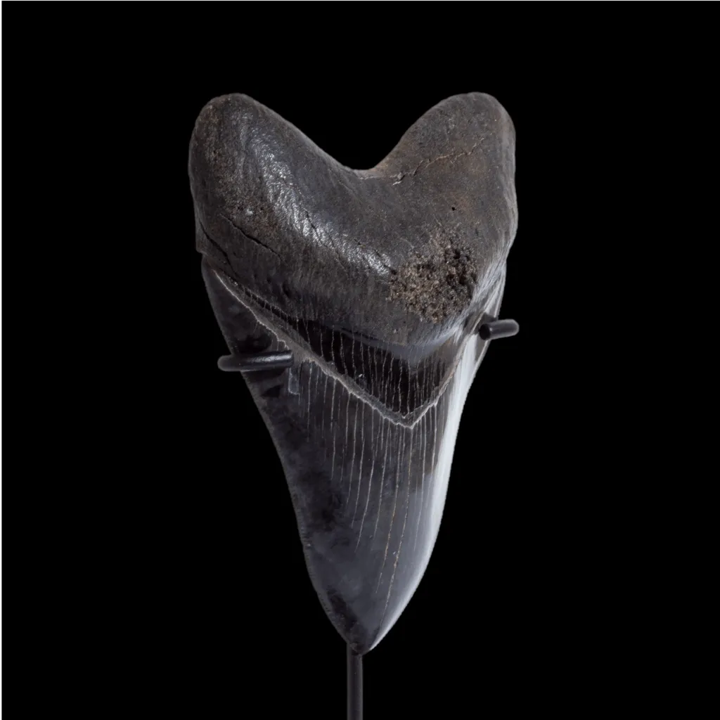 Megalodon tooth 11.7  museum quality - preview photo 3123