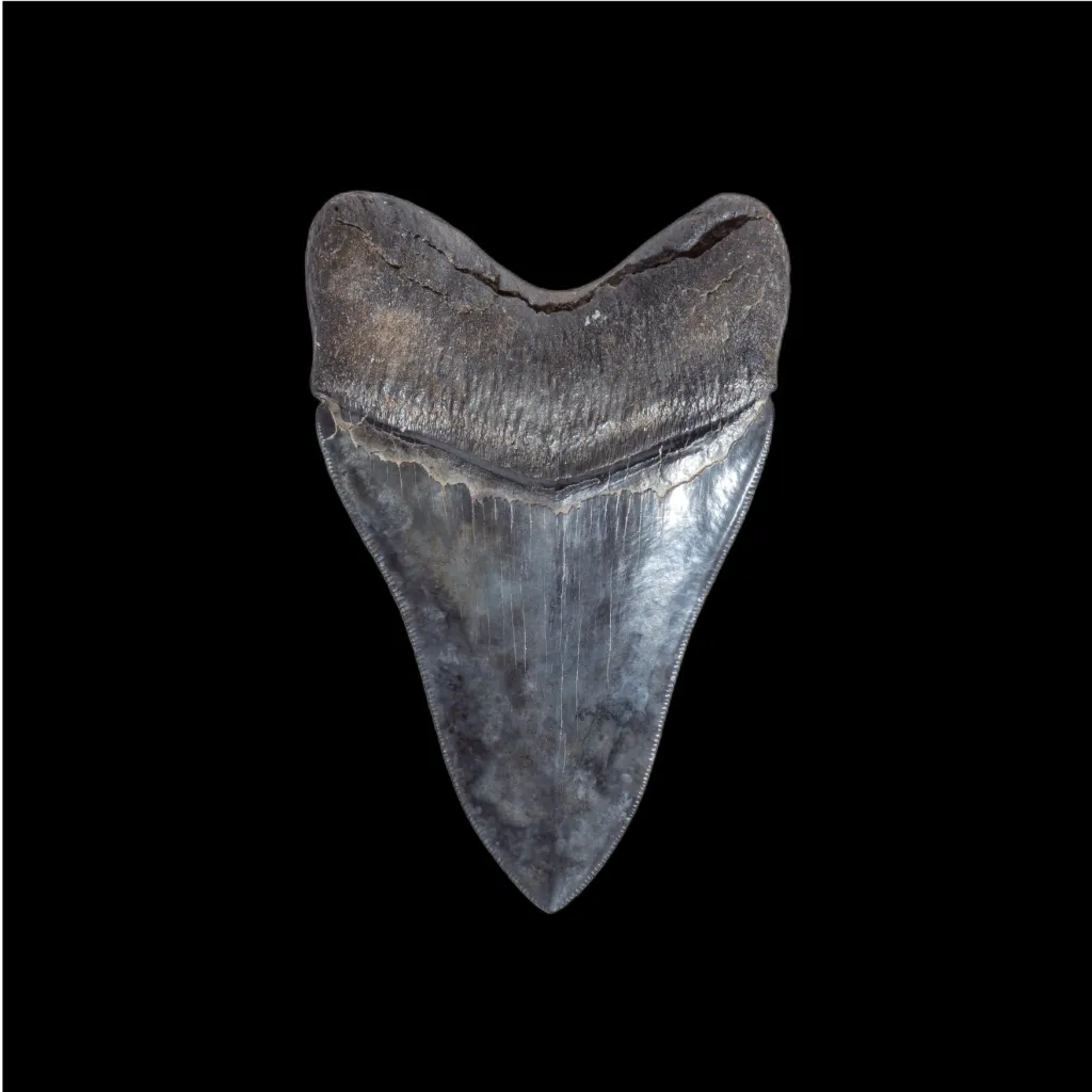 Megalodon tooth 11.7  museum quality - preview photo 4123