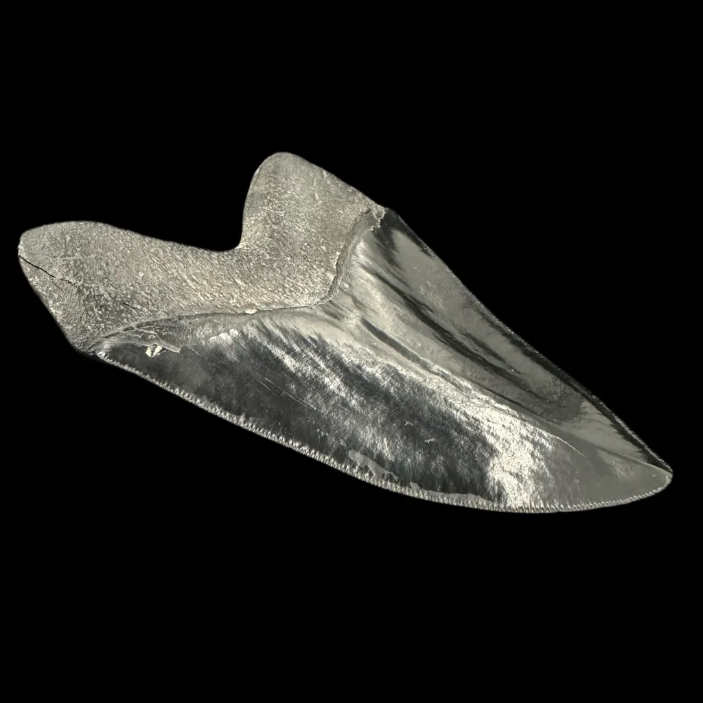 Fossilized Megalodon Tooth – 13 Million Years Old, Polished, 250g - preview photo 3123
