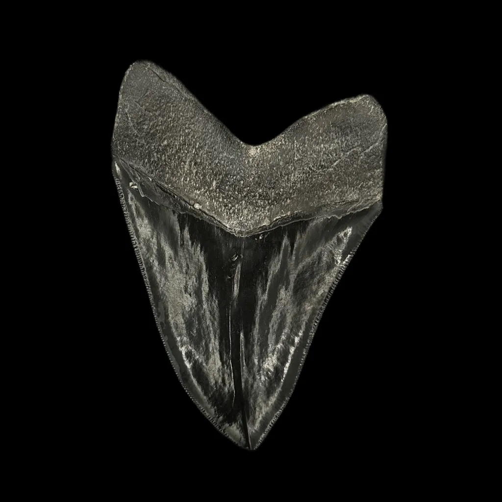 Fossilized Megalodon Tooth – 13 Million Years Old, Polished, 250g - preview photo 2123