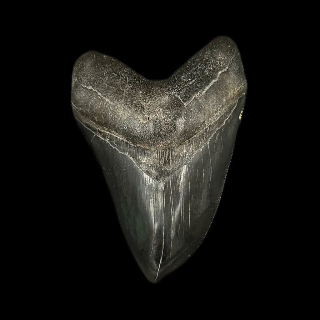 Fossilized Megalodon Tooth – 13 Million Years Old, Polished, 250g - preview photo 1123