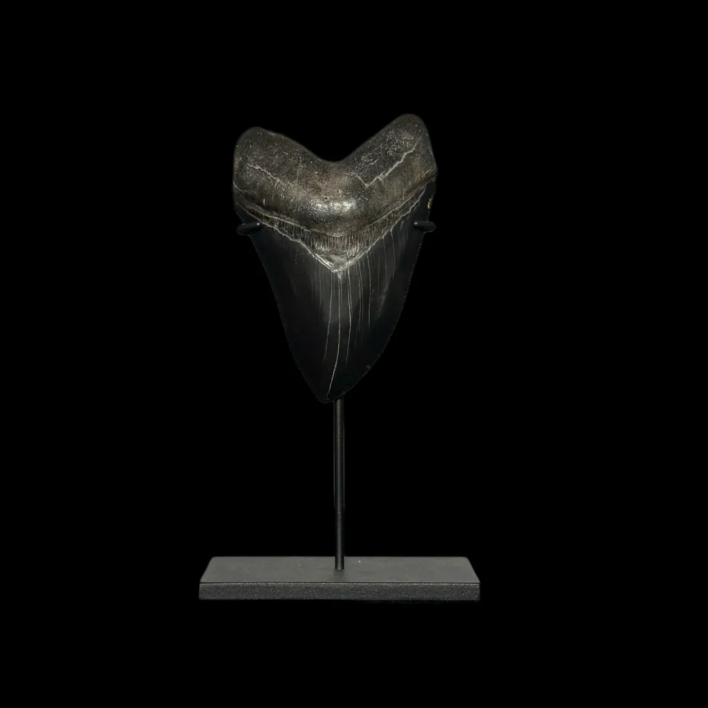 Fossilized Megalodon Tooth – 13 Million Years Old, Polished, 250g - preview photo 4123