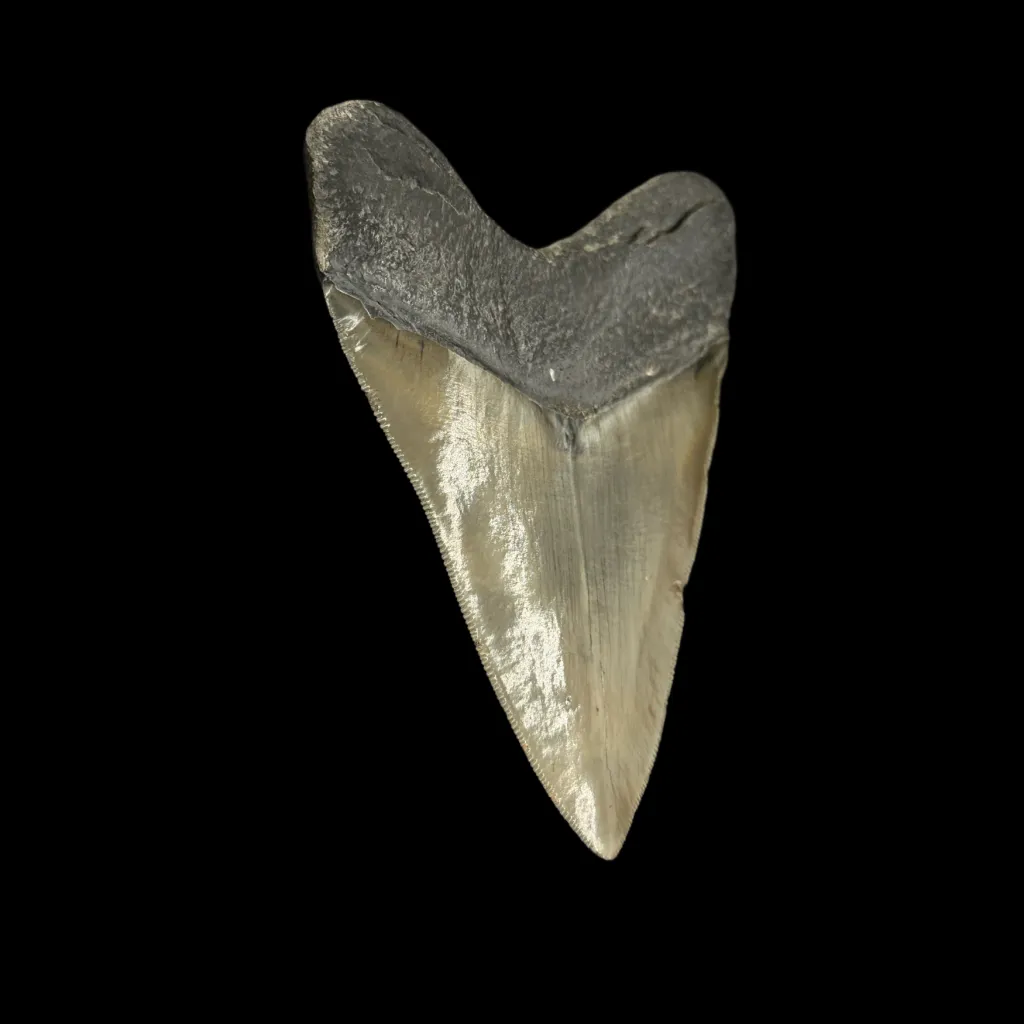 Megalodon tooth 12 cm  museum quality - preview photo 4123