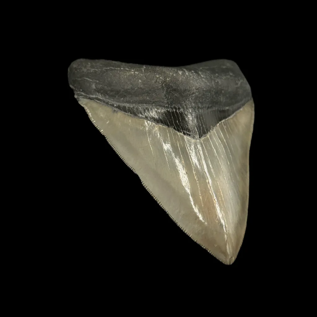 Megalodon tooth 12 cm  museum quality - preview photo 3123