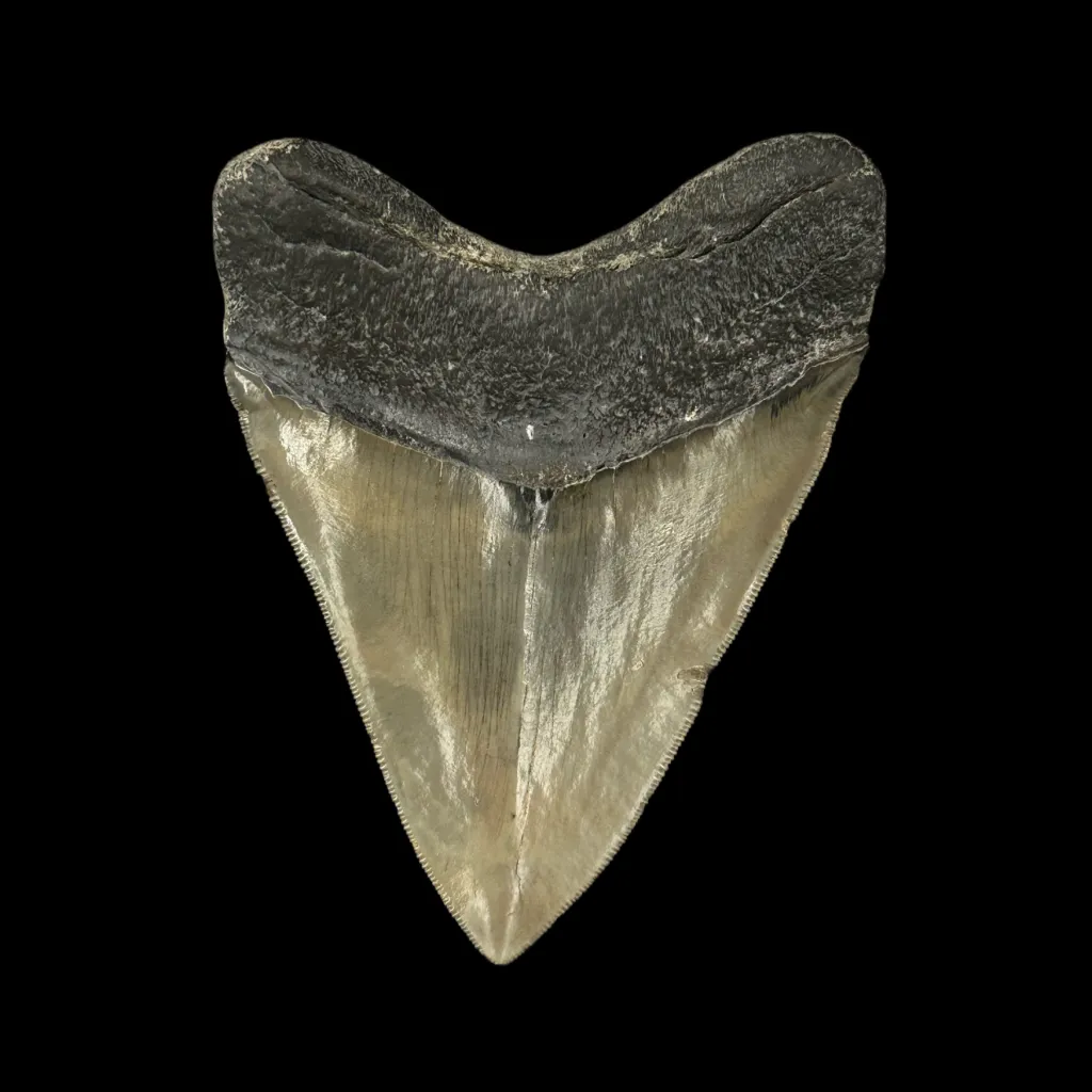 Megalodon tooth 12 cm  museum quality - preview photo 2123