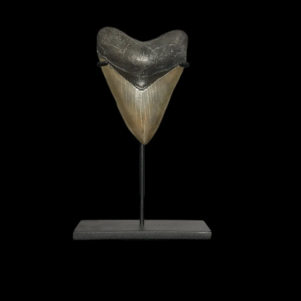 Megalodon tooth 12 cm  museum quality - preview photo 1123