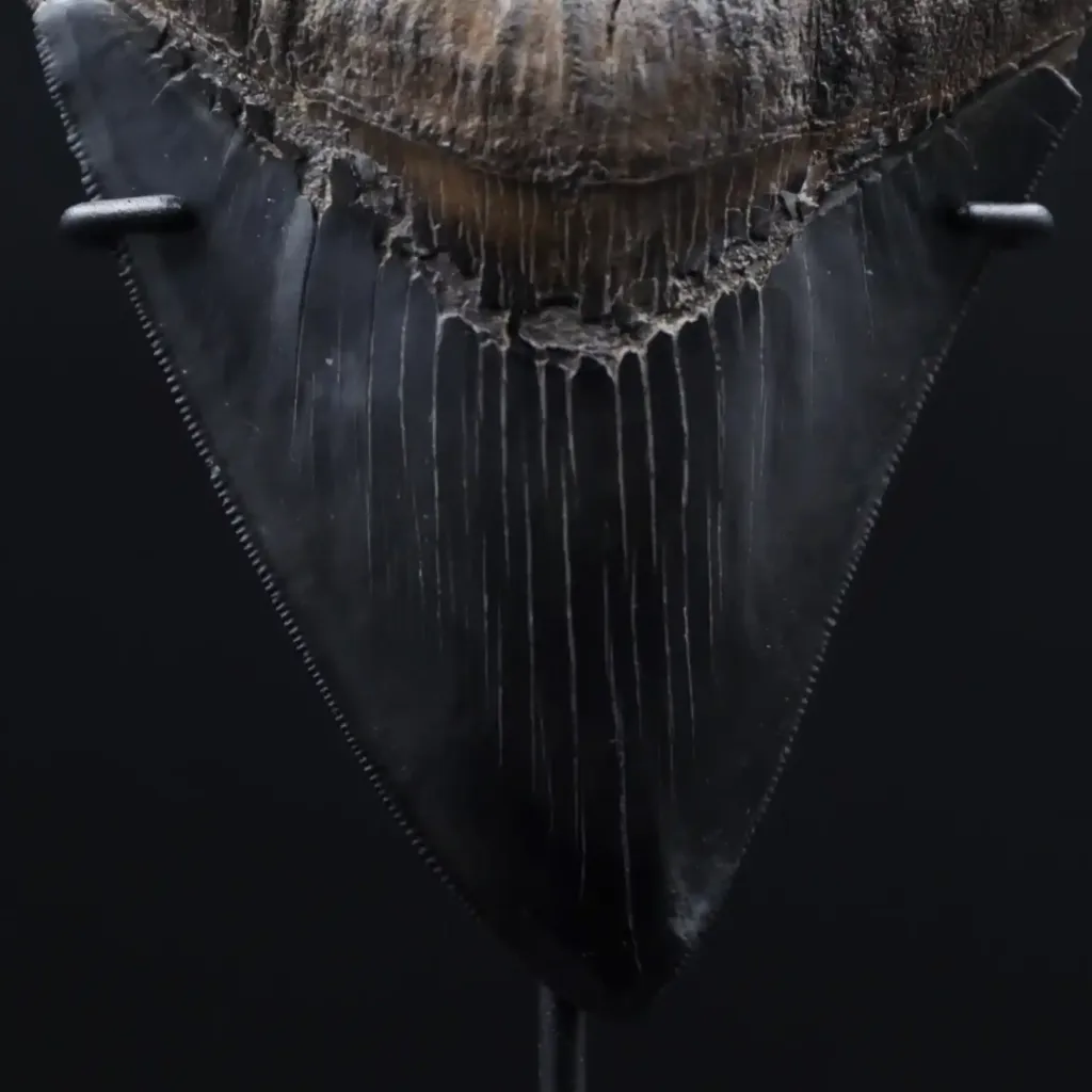 Megalodon Tooth, 261 gr, Museum quality, h 13 cm, circa 13 mln years old - preview photo 4123