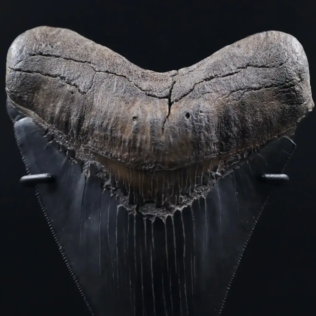 Megalodon Tooth, 261 gr, Museum quality, h 13 cm, circa 13 mln years old - preview photo 3123
