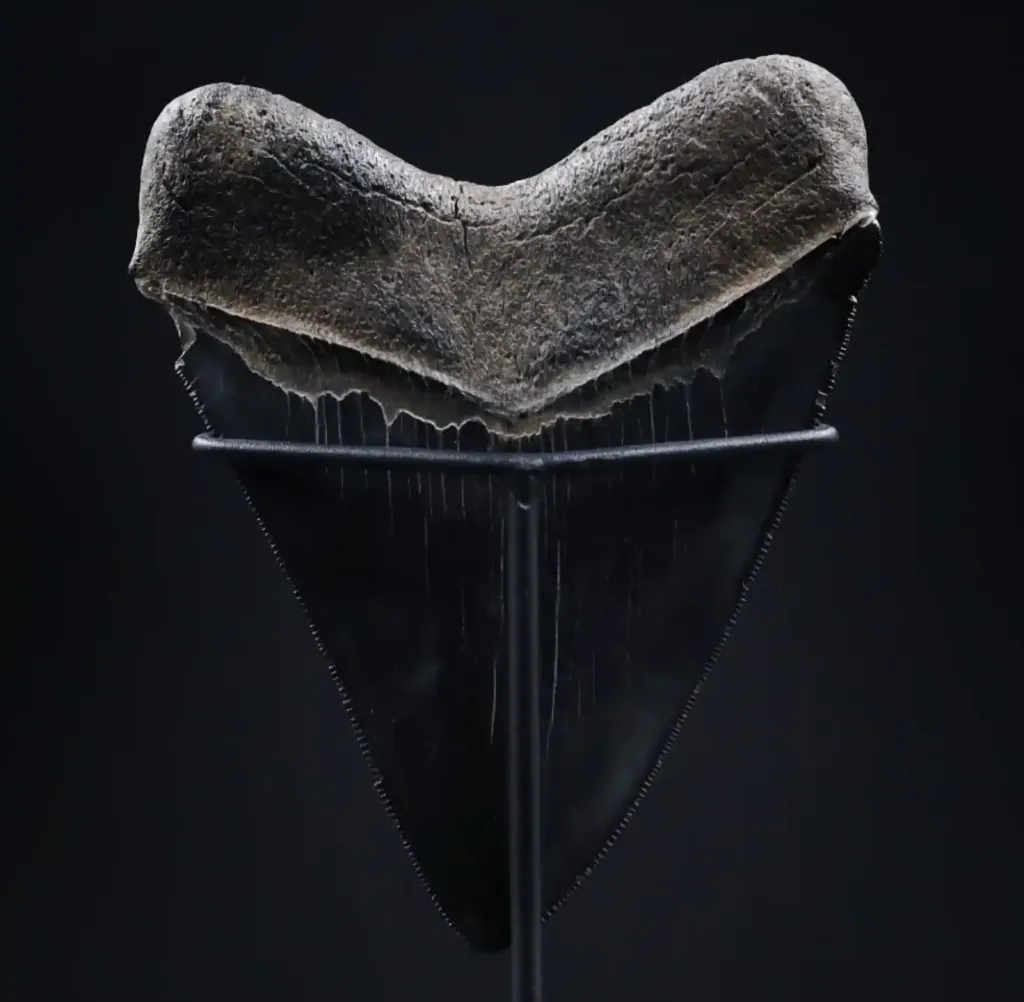 Megalodon Tooth, 261 gr, Museum quality, h 13 cm, circa 13 mln years old - preview photo 2123