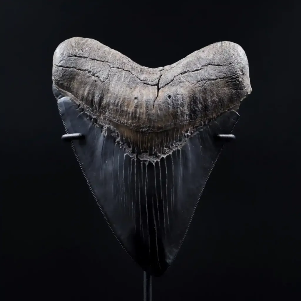 Megalodon Tooth, 261 gr, Museum quality, h 13 cm, circa 13 mln years old - preview photo 1123