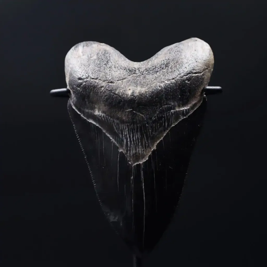 Megalodon Tooth, 189 gr, Polishing, h 11 cm, circa 13 mln years old - preview photo 2123