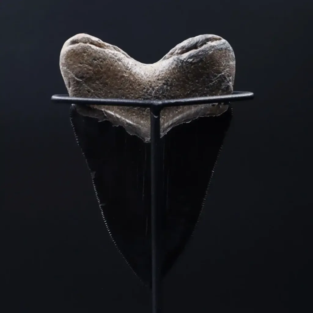 Megalodon Tooth, 217 gr, Polishing, h 12,5 cm, circa 13 mln years old - preview photo 3123