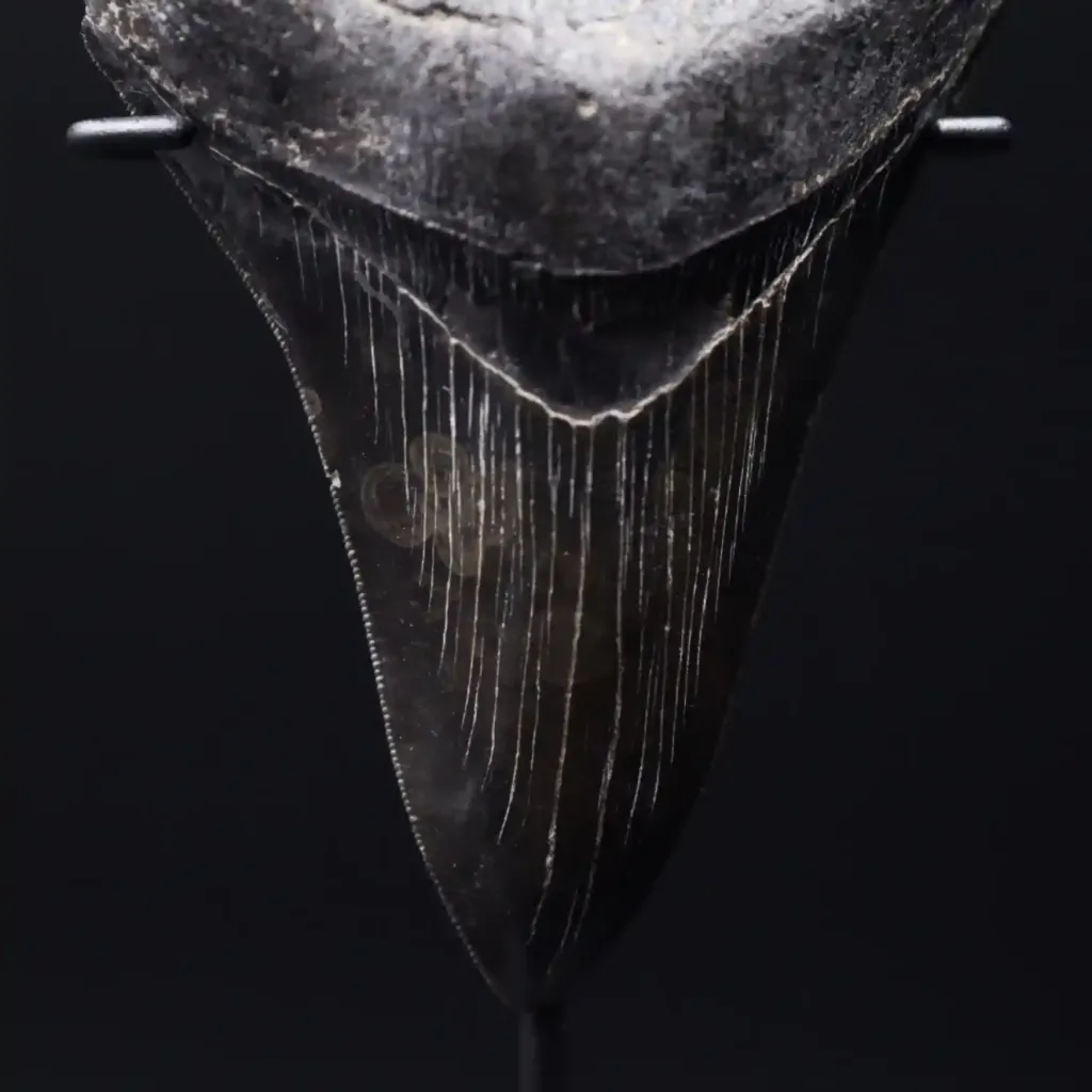 Megalodon Tooth, 217 gr, Polishing, h 12,5 cm, circa 13 mln years old - preview photo 4123