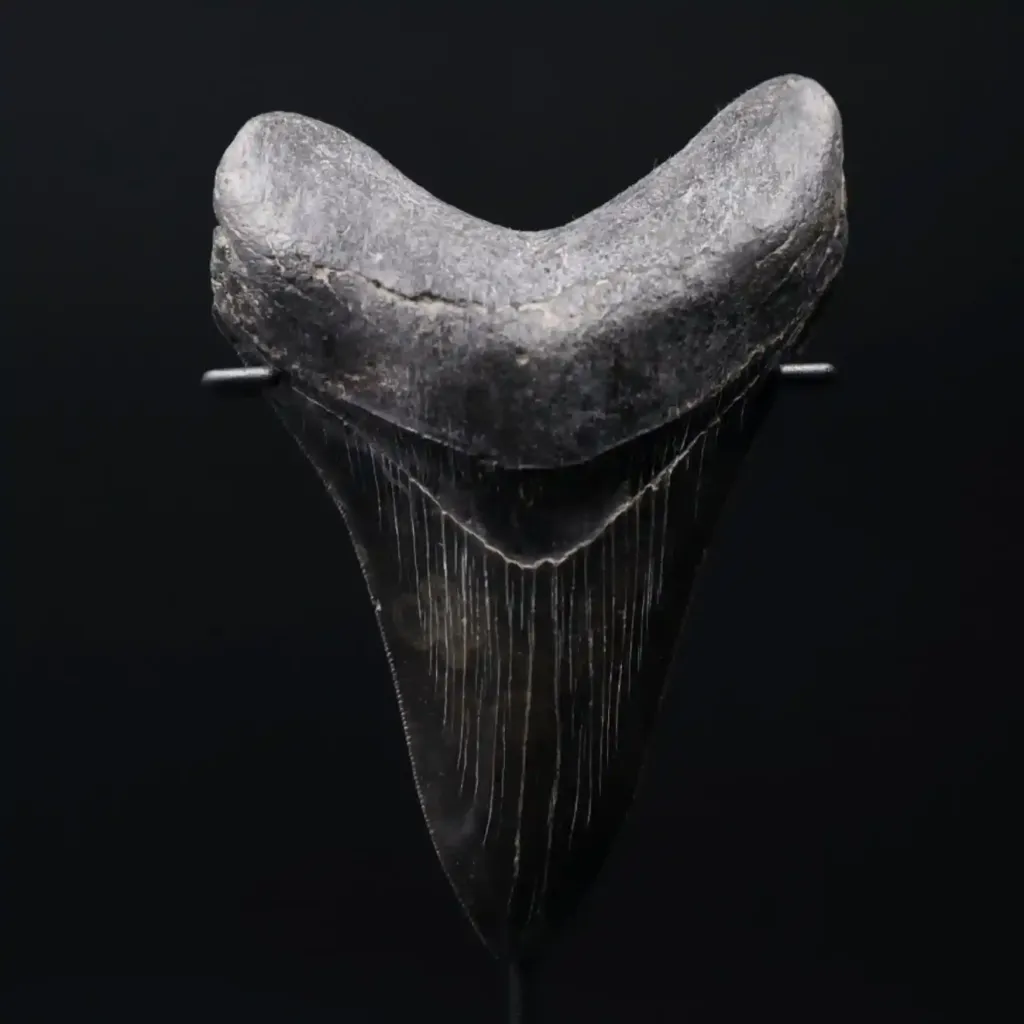 Megalodon Tooth, 217 gr, Polishing, h 12,5 cm, circa 13 mln years old - preview photo 2123