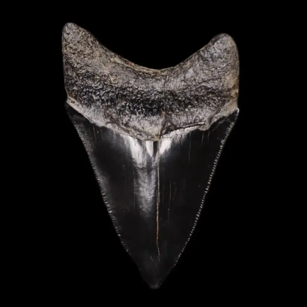 Megalodon Tooth, 90 gr, Museum quality, h 9.5 cm, circa 13 mln years old - preview photo 2123