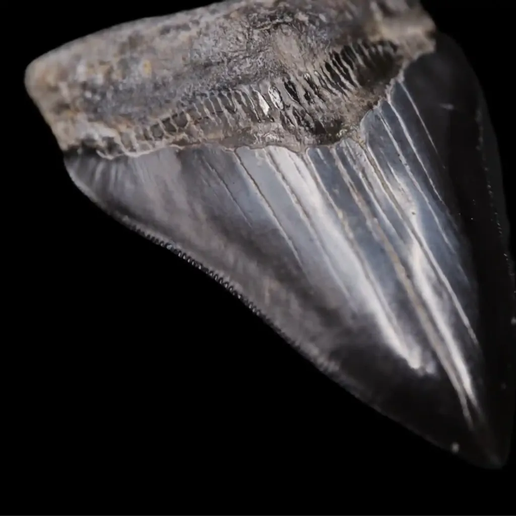 Megalodon Tooth, 90 gr, Museum quality, h 9.5 cm, circa 13 mln years old - preview photo 3123