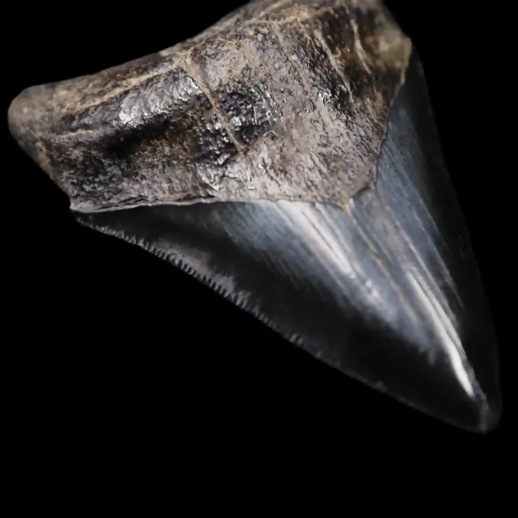 Megalodon Tooth, 76 gr, Museum quality, h 9 cm, circa 13 mln years old - preview photo 1123