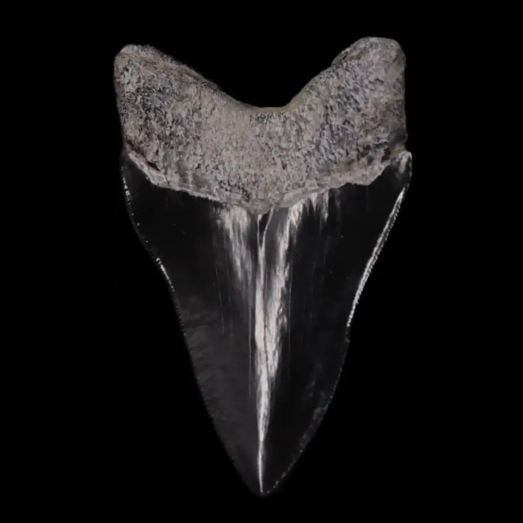 Megalodon Tooth, 76 gr, Museum quality, h 9 cm, circa 13 mln years old - preview photo 2123