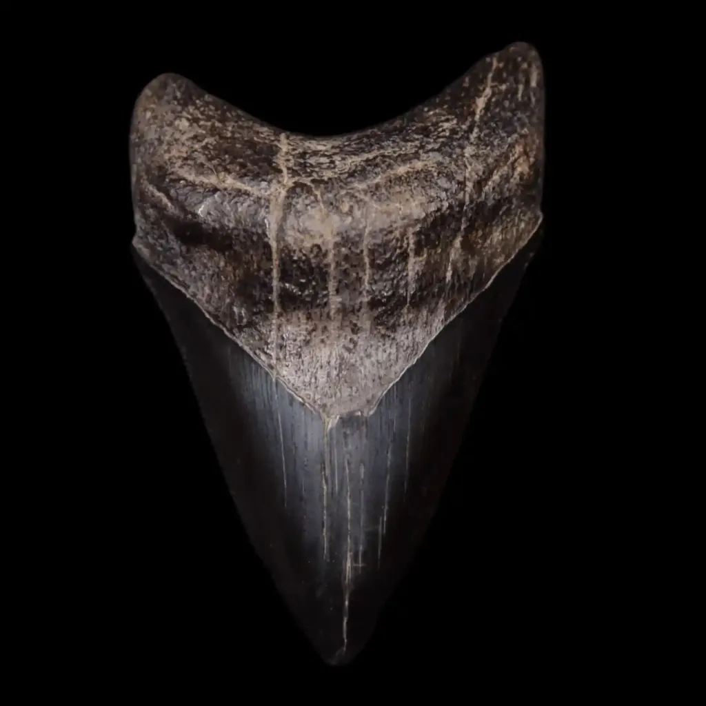 Megalodon Tooth, 76 gr, Museum quality, h 9 cm, circa 13 mln years old - preview photo 3123