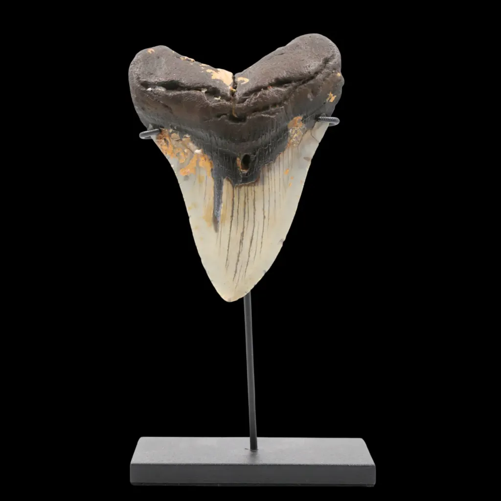 Fossilized Megalodon Tooth – 13 Million Years Old, Polished, 200g - preview photo 3123