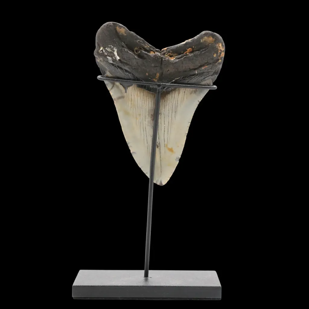 Fossilized Megalodon Tooth – 13 Million Years Old, Polished, 200g - preview photo 4123