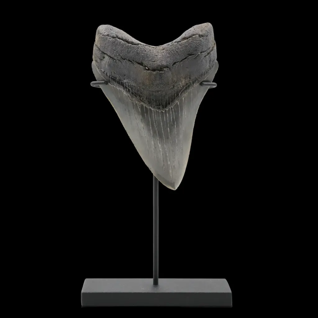 Megalodon Tooth, 125 gr, Polishing, h 11 cm, circa 13 mln years old - preview photo 3123