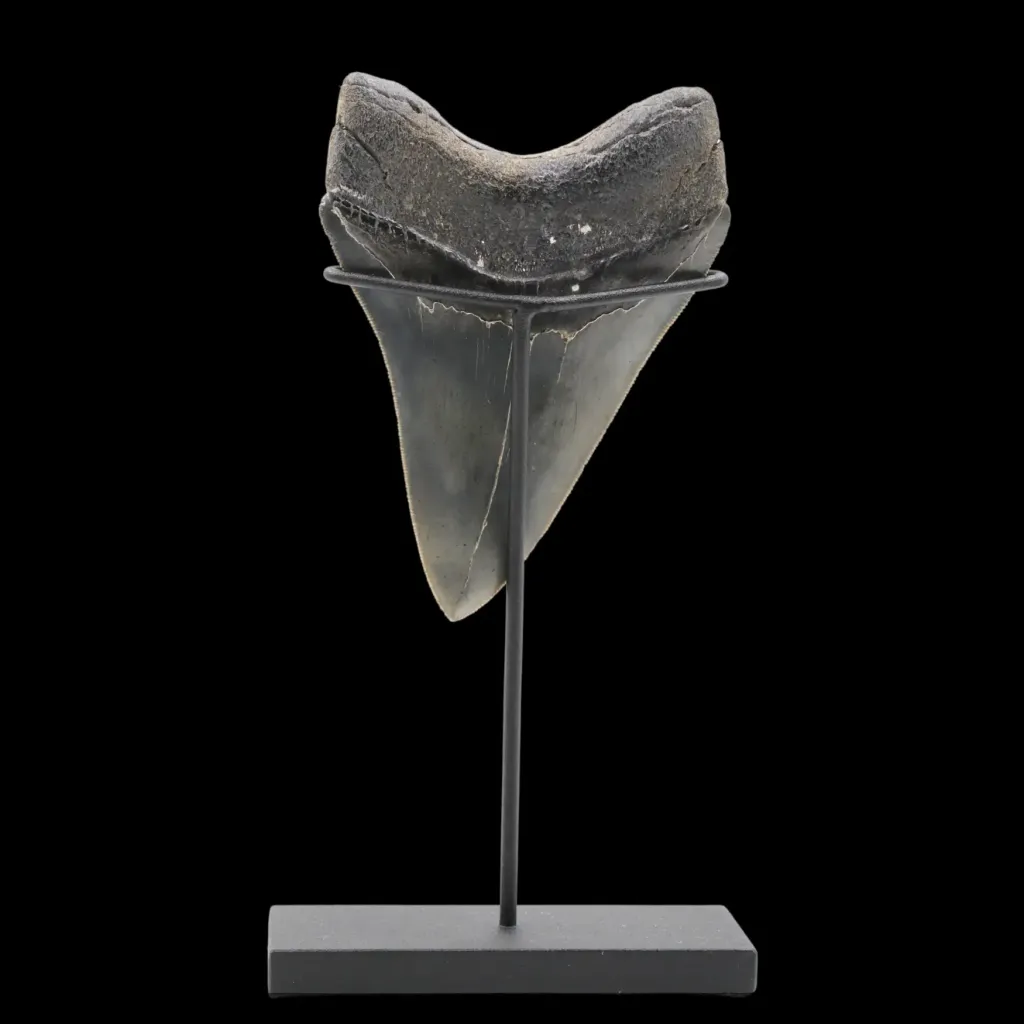 Megalodon Tooth, 125 gr, Polishing, h 11 cm, circa 13 mln years old - preview photo 4123