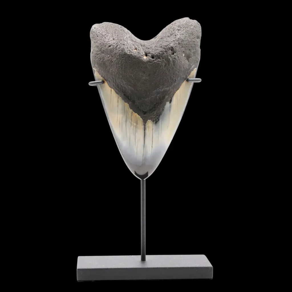 Megalodon Tooth, 176 gr, Polishing, h 11.2 cm, circa 13 mln years old - preview photo 3123