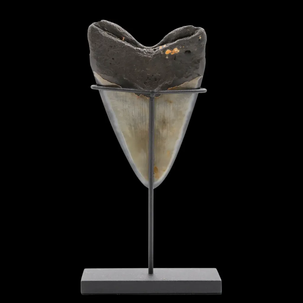 Megalodon Tooth, 176 gr, Polishing, h 11.2 cm, circa 13 mln years old - preview photo 4123