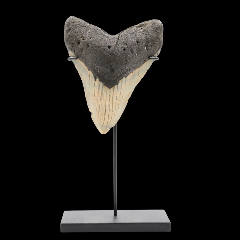 Megalodon Tooth, 151 gr, Polishing, h 11 cm, circa 13 mln years old - preview photo 3123
