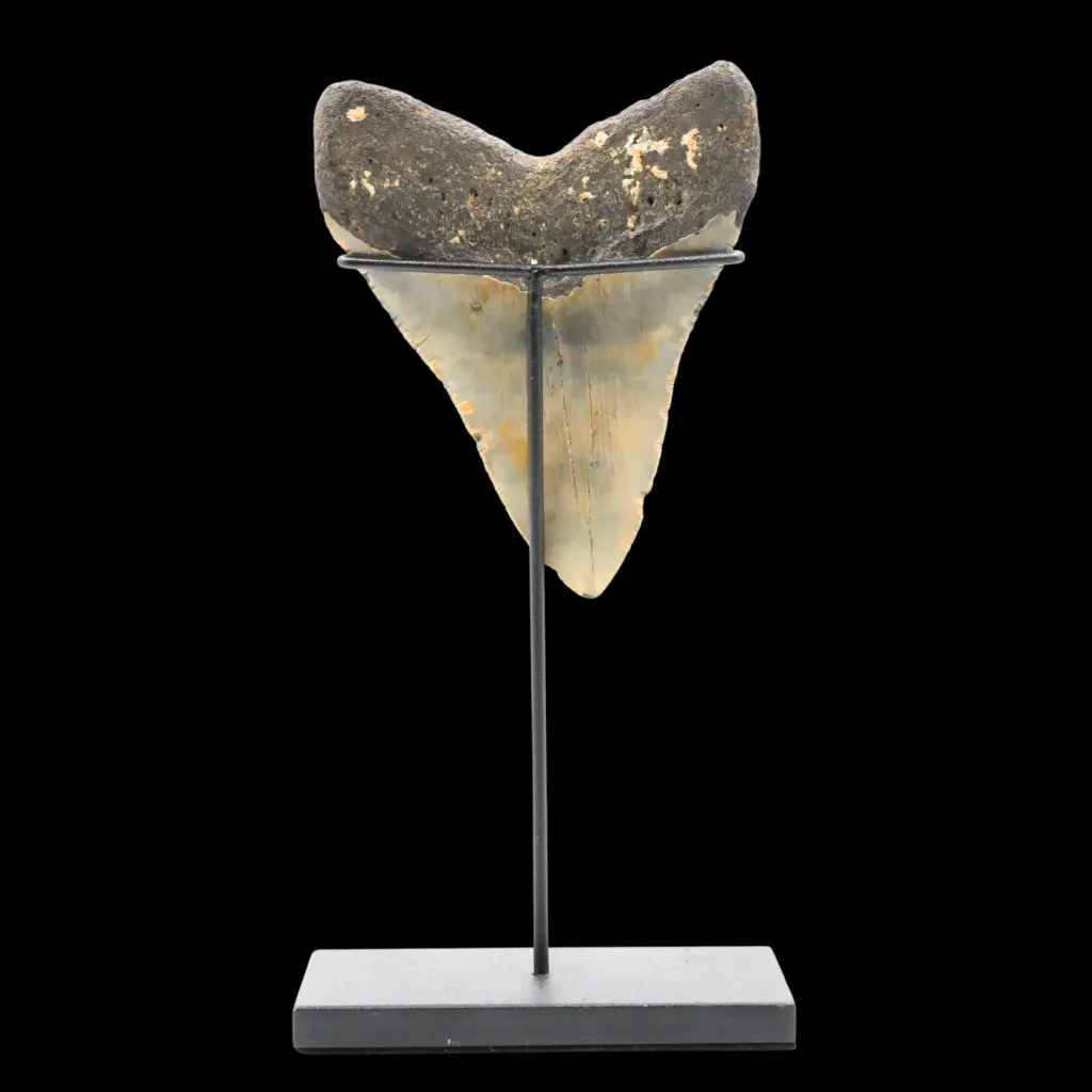 Megalodon Tooth, 151 gr, Polishing, h 11 cm, circa 13 mln years old - preview photo 4123