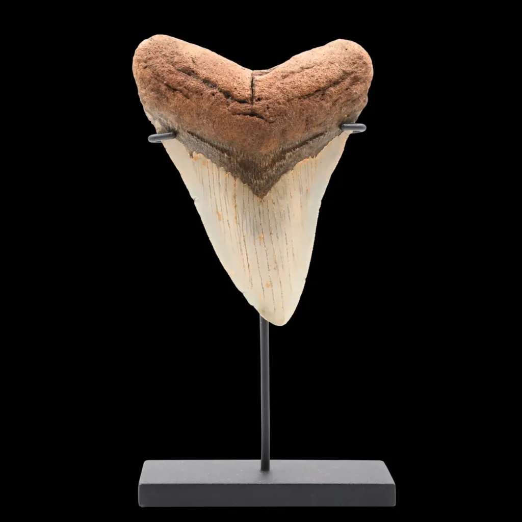 Megalodon Tooth, 149 gr, Polishing, h 11 cm, circa 13 mln years old - preview photo 3123