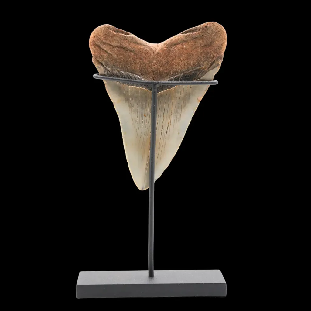 Megalodon Tooth, 149 gr, Polishing, h 11 cm, circa 13 mln years old - preview photo 4123
